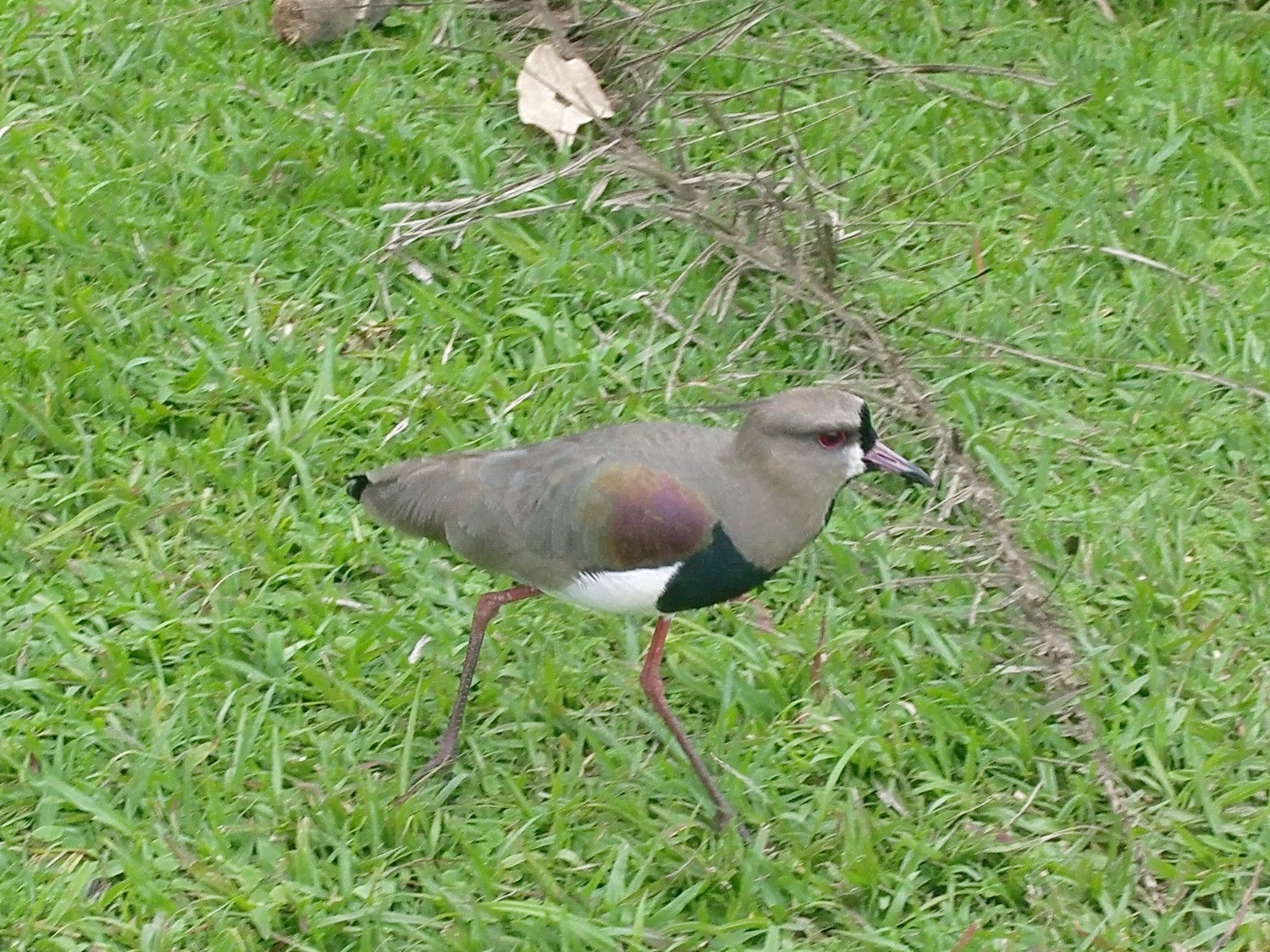Anther beautiful bird ib the Iguazu Park
